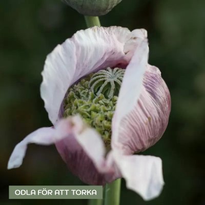 Zoom image of Poppy Papaver somniferum Hen and Chickens