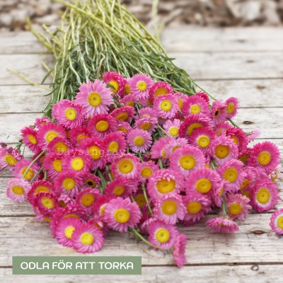 Zoom bild av Roseneternell Helipterum roseum Brilliant rose