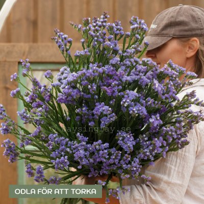 Zoom bild av Risp Limonium Sinuatum Qis Pale Blue