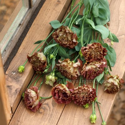 Zoom image of Prärieklocka Lisianthus grandiflorum Rosanne 2 Terracotta