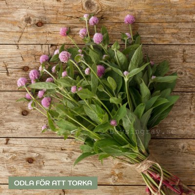 Zoom image of Globe Amaranth Gomphrena globosa Lavender Lady