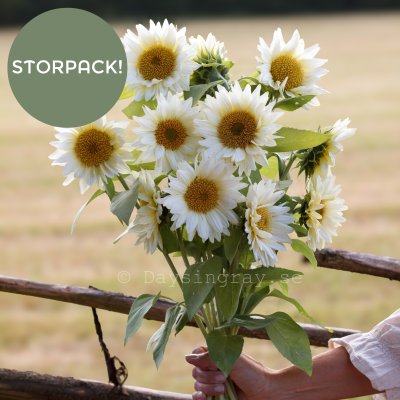 Zoom image of Sunflower Helianthus annuus Pro Cut White Lite BIGPACK