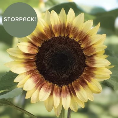 Zoom image of Sunflower Helianthus annuus Pro Cut Red/lemon Bicolor BIGPACK