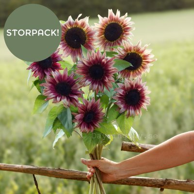 Zoom image of Sunflower Helianthus annuus Pro Cut Plum BIGPACK