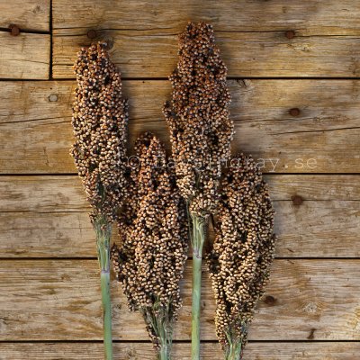 Zoom bild av Durra Sorghum nigricans Milaan Red