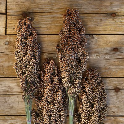 Zoom bild av Durra Sorghum nigricans Milaan Red