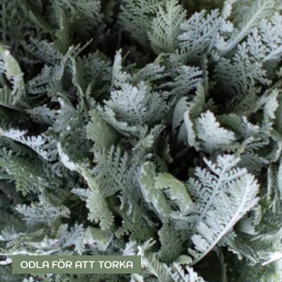 Zoom bild av Silvermattram Tanacetum ptarmiciflorum Silver Lace