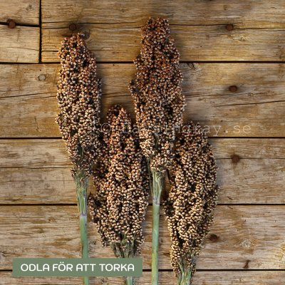 Zoom bild av Durra Sorghum nigricans Milaan Red