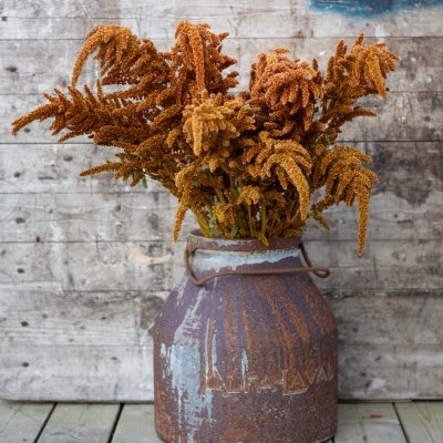 Zoom image of Amarant - Amaranthus Cruentus Hot Biscuits