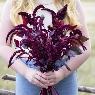 Zoom bild av Amarant cruentus Hopi Red Dye