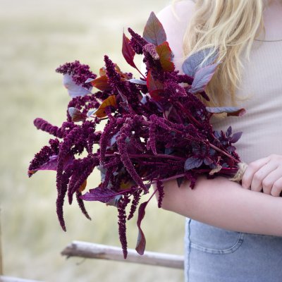 Zoom bild av Amarant cruentus Hopi Red Dye