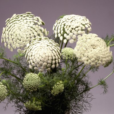 Zoom bild av Tandpetarsilja green mist