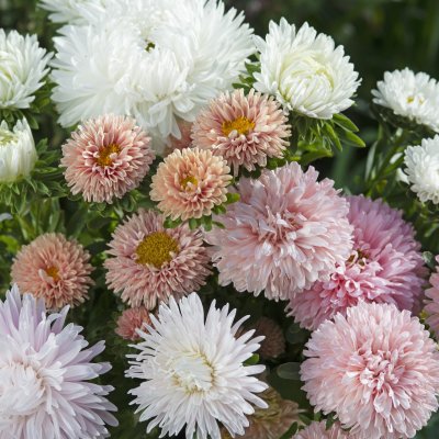Aster - Callistephus Chinensis The Roses Mix
