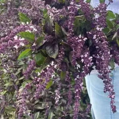 Basilika Ocimum basilicum Spice Boys Ararat