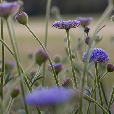 Blåparasoll - Trachymene coerulea Lacy lavender blue