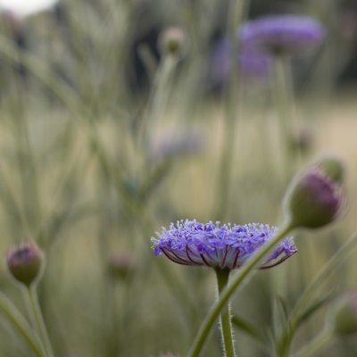 Blåparasoll - Trachymene coerulea Lacy lavender blue