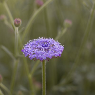 Blåparasoll - Trachymene coerulea Lacy lavender blue