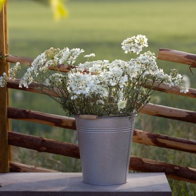 Blomsterkörvel - Orlaya Grandiflora White Lace