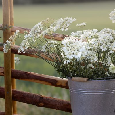 Blomsterkörvel - Orlaya Grandiflora White Lace