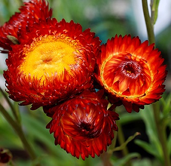 Jätte-Eternell - Helichrysum Bracteatum Fireball