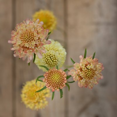 Praktvädd - Scabiosa Atropurpurea Fata Morgana