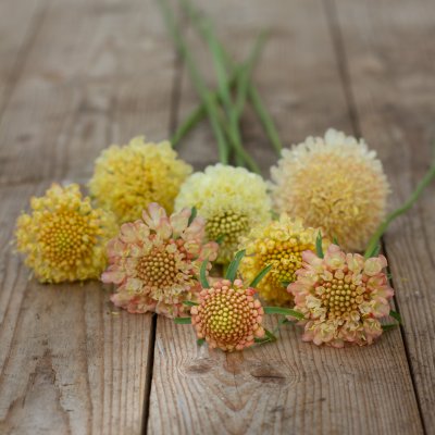 Praktvädd - Scabiosa Atropurpurea Fata Morgana
