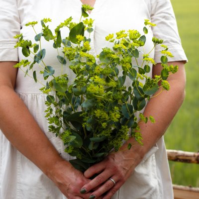 Harört - Bupleurum Rotundifolium green gold