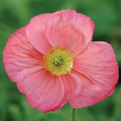 Zoom image of Isländsk vallmo - Papaver nudicaule Champagne Bubbles Pink