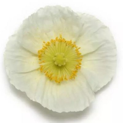 Zoom bild av Isländsk vallmo - Papaver nudicaule Champagne Bubbles Pink