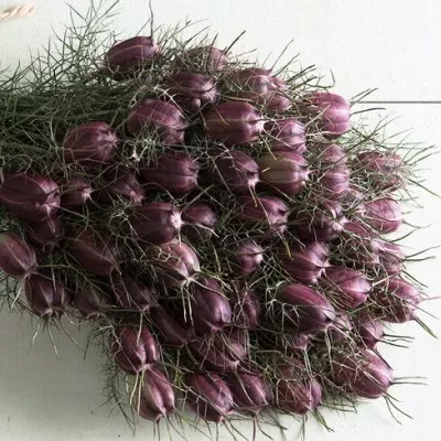 Jungfrun i det gröna - Nigella damascena Albion black pod