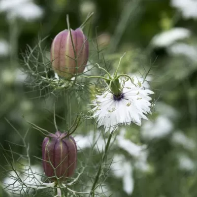 Jungfrun i det gröna - Nigella damascena Albion black pod