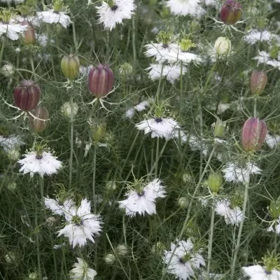 Jungfrun i det gröna - Nigella damascena Albion black pod