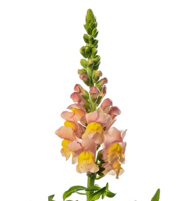 Zoom image of Snapdragon Antirrhinum majus Avignon Apricot II