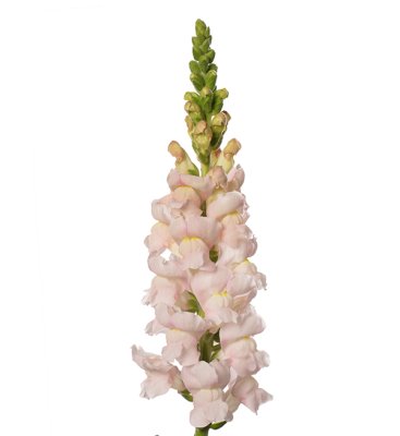 Lejongap Antirrhinum majus Avignon Silver II