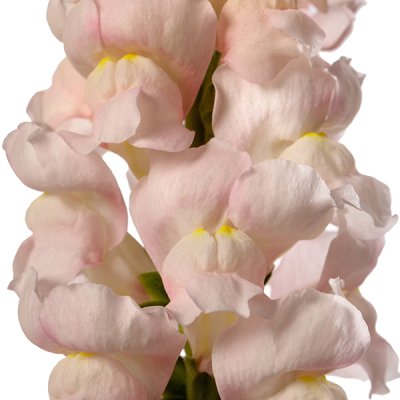 Lejongap Antirrhinum majus Avignon Silver II