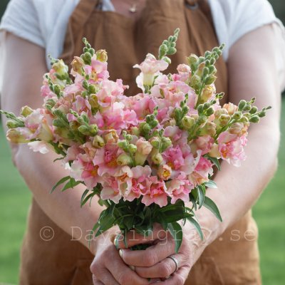 Zoom bild av Lejongap Antirrhinum majus Doubleshot Appleblossom
