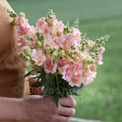 Zoom bild av Lejongap Antirrhinum majus Doubleshot Appleblossom