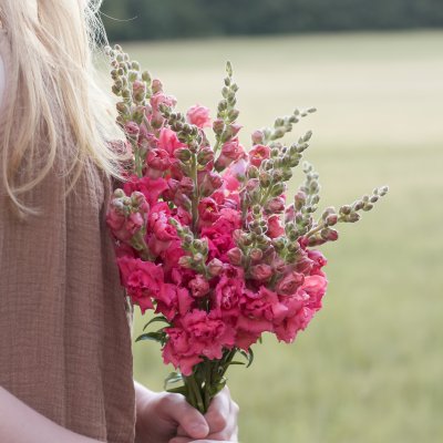 Lejongap - Antirrhinum Majus Madame Butterfly Cherry Bronze