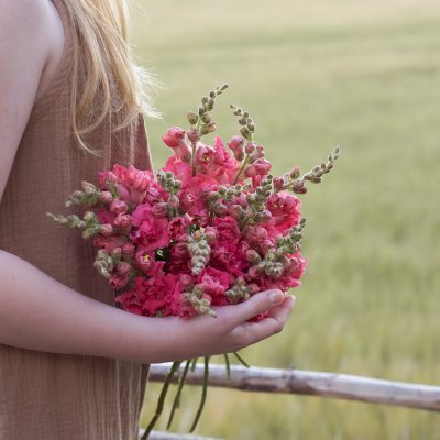 Lejongap - Antirrhinum Majus Madame Butterfly Cherry Bronze