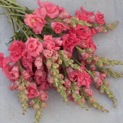 Lejongap - Antirrhinum Majus Madame Butterfly Cherry Bronze