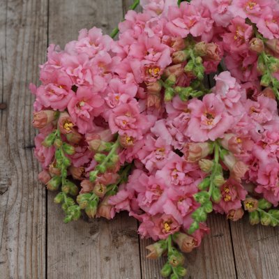 Zoom bild av Lejongap - Antirrhinum Majus Madame Butterfly Pink