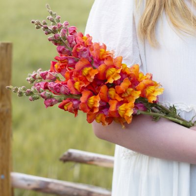 Zoom image of Lejongap Antirrhinum majus Opus III Early Bronze