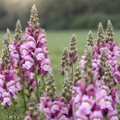 Zoom image of Lejongap - Antirrhinum Potomac Lavender F1