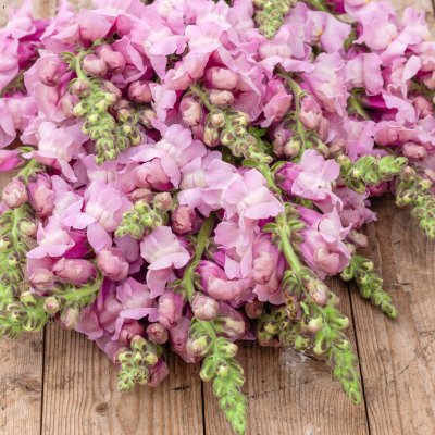 Zoom image of Lejongap - Antirrhinum Potomac Lavender F1