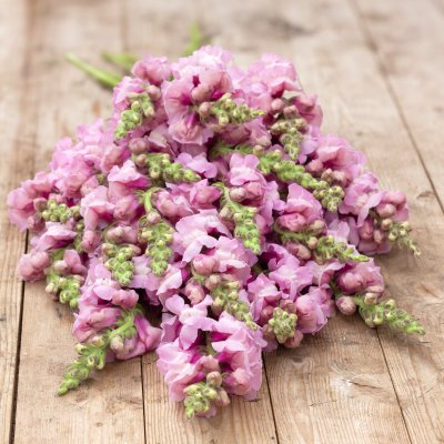 Zoom image of Lejongap - Antirrhinum Potomac Lavender F1