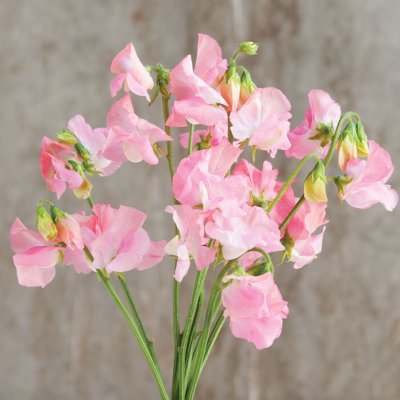 Luktärt - Lathyrus odoratus Elegance Pink Diana
