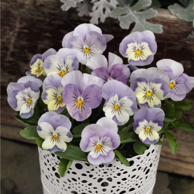 Zoom bild av Penseé - Viola Cornuta Admire Pink Surprise