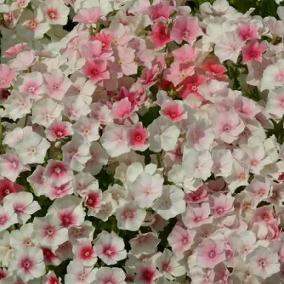 Phlox - Drummondi Blushing Bride