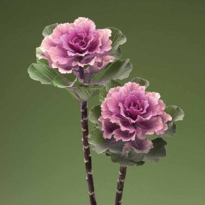 Prydnadskål Brassica oleracea flare rose