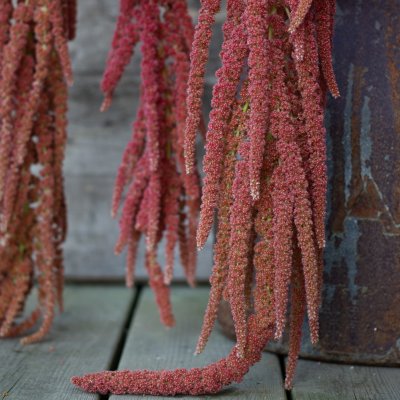 Zoom image of Rävsvans - Amaranthus Caudatus Coral Fountain